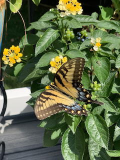 Swallowtail butterfly with yellow and black striped wings resting on yellow lantana flowers surrounded by green leaves