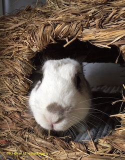 White Buny in Straw Hut