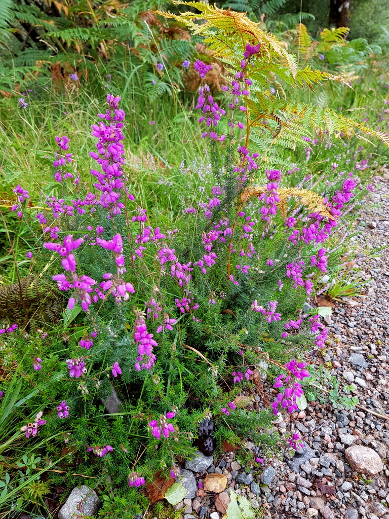 Purple heather flowers blooming in green garden with wild grasses and stones