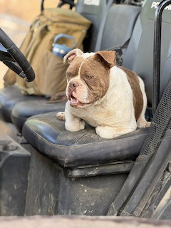 Brown and white bulldog sitting on black ATV seat with tongue out