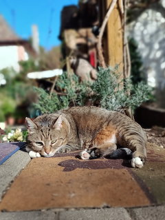 Tabby cat sleeping on a sunlit patio beside plants outdoors