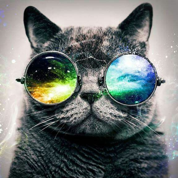 Gray tabby cat wearing round sunglasses with colorful gradient reflective lenses