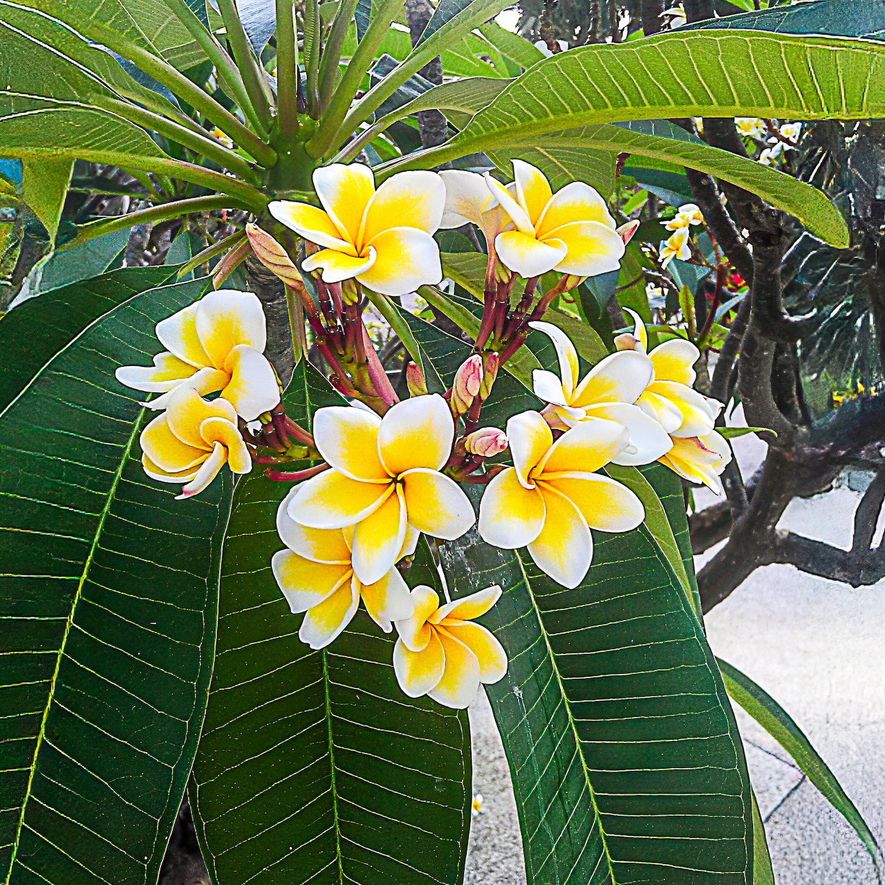 Yellow Plumeria Flowers