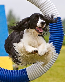 Springer Spaniel Agility Jump