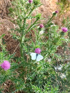White butterfly on a thorny thistle plant with purple flowers