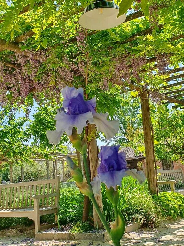 Purple and white iris flowers under a green pergola in a sunny garden