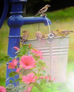 Three pine warblers perched on a white bucket beside pink flowers in a garden