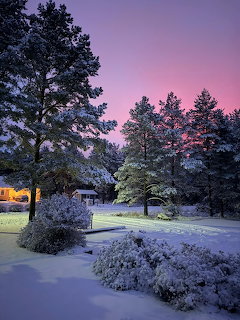Snow-covered pine trees and yard at dusk with pink and purple sky and a small lit building
