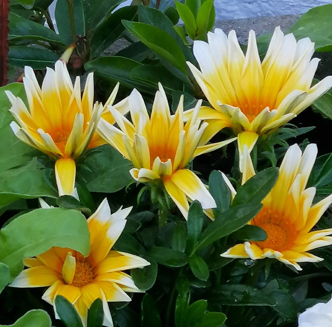 Close-up of yellow and white gazania flowers with green leaves