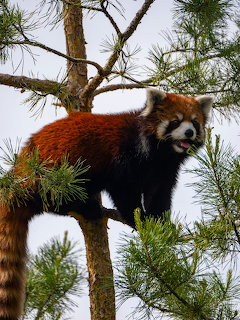 Red panda standing on a tree branch surrounded by green pine needles with a grey sky background