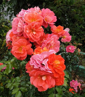 Cluster of bloming pink and orange roses surrounded by dark green leaves in a garden