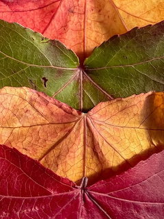 Three colorful autumn leaves stacked showing red, green and orange hues with visible leaf veins