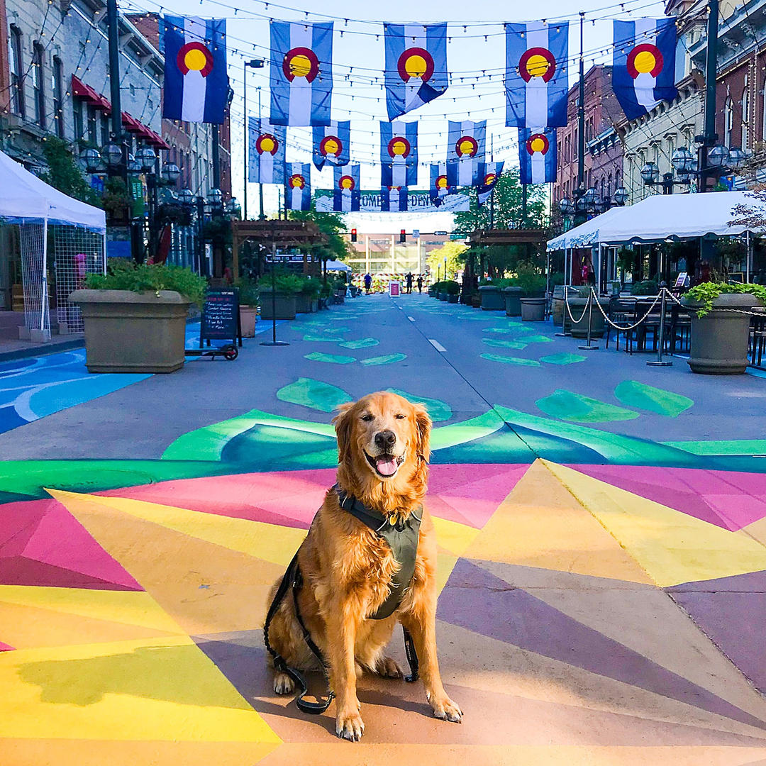 Golden Retriever on Colorful Street