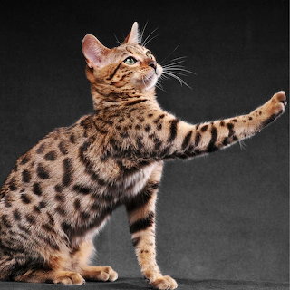 Bengal Kitten Reaching