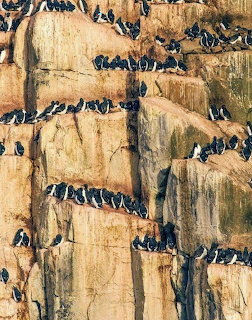 Black-and-white penguins perched across layered tan rock cliffs