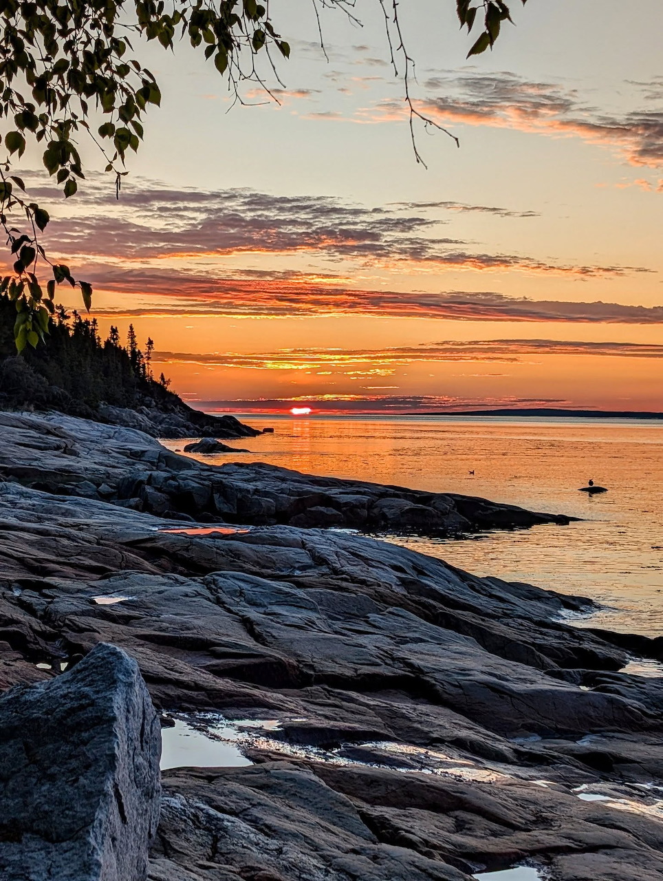 Sunset over ocean with rocky shore and tree branches framing sky