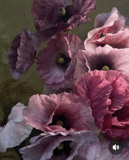 Close-up of purple and pink poppy flowers with ruffled petals on olive background