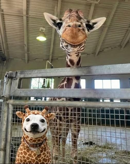 Giraffe looking over a fence at a smiling dog wearing a giraffe costume indoors