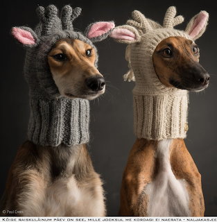 Dogs in Knit Hats