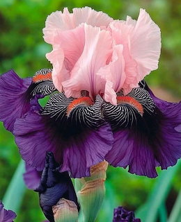 Close-up of a bearded iris flower with pink upper petals and deep purple lower petals in a garden