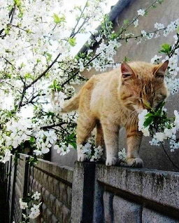Orange cat on fence with white spring flowers and branches