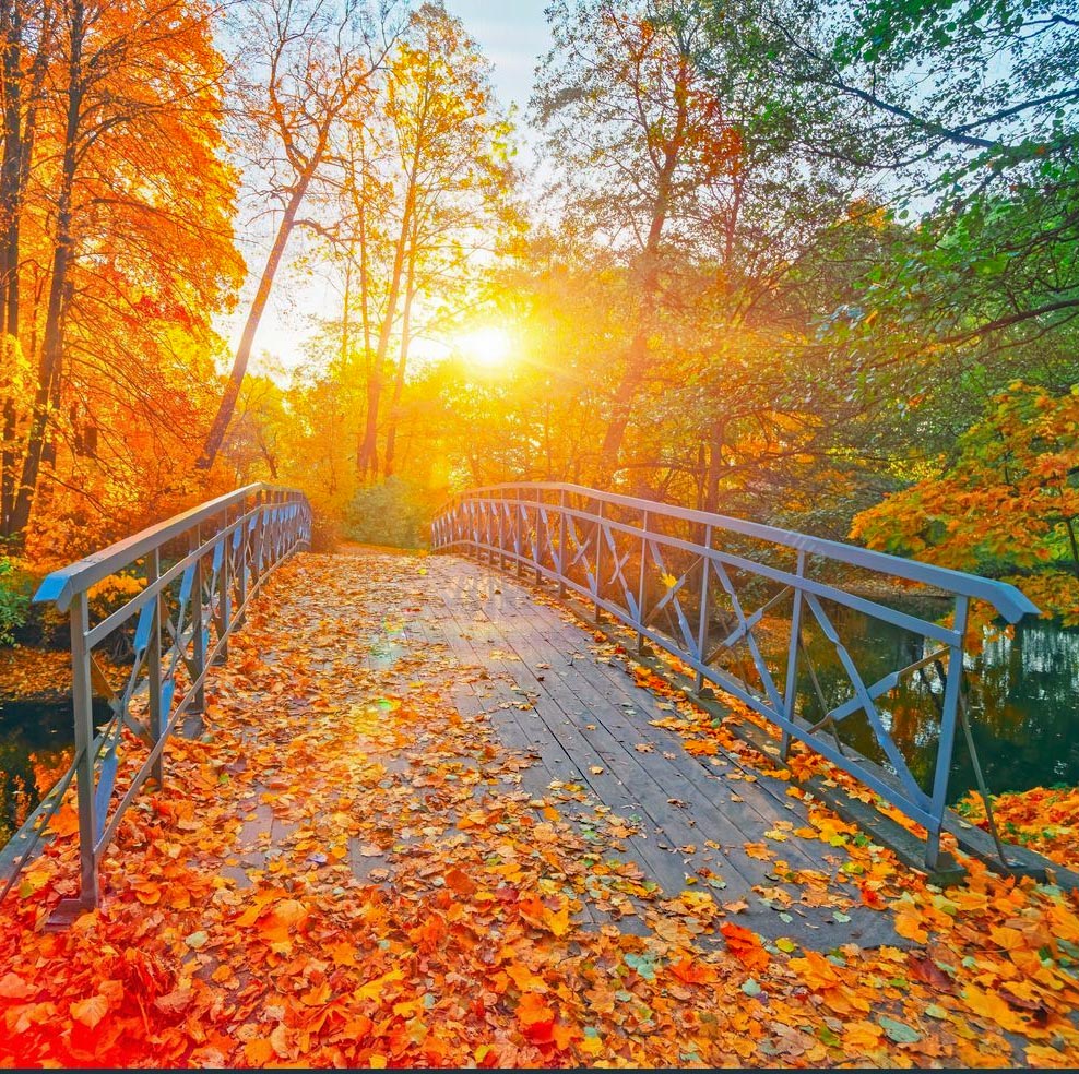 Sunlit bridge covered with fallen leaves in a colorful autumn forest