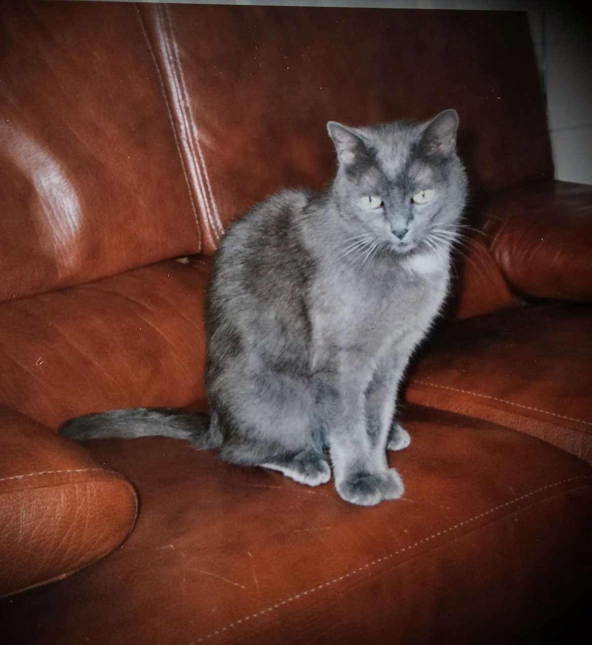 Grey Chartreux cat sitting on a brown leather sofa, looking at the camera