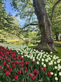 Colorful rows of red and white tulips under a large tree by a pond in Keukenhof garden