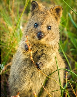 Baby quokka standing in grass, looking toward the camera