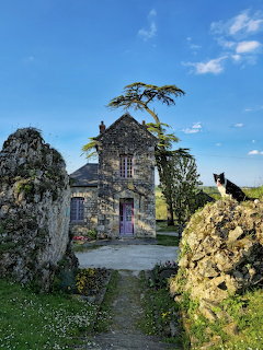 Old stone cottage with tree growing on roof, gravel path, black cat, blue sky