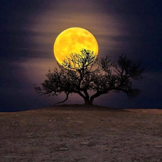 Silhouetted tree on a hill with a large full moon behind it