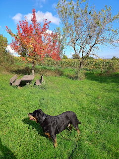 Rottweiler dog standing in grassy orchard with pink flowering trees under blue sky