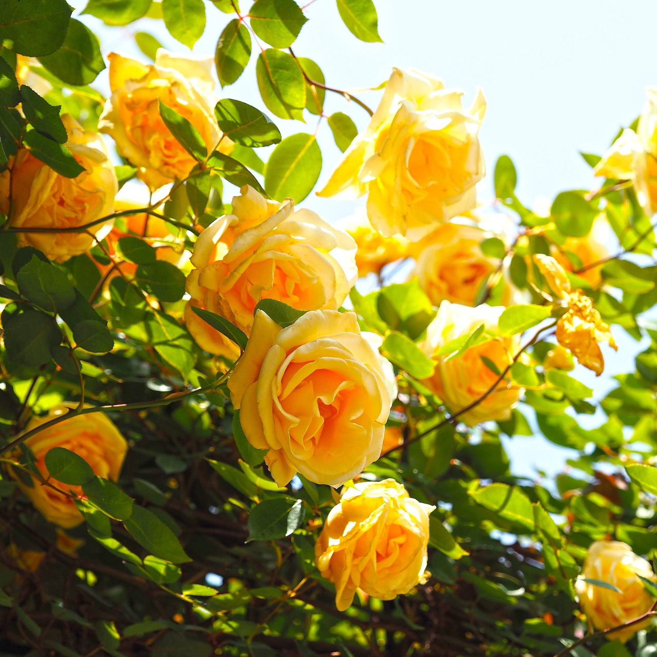 Yellow climbing roses with green leaves against a sunny sky