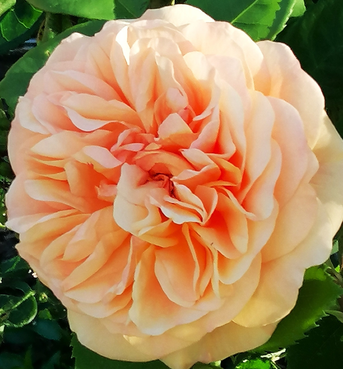 Close-up of a fully bloomed peach-orange rose with layered petals surrounded by green leaves