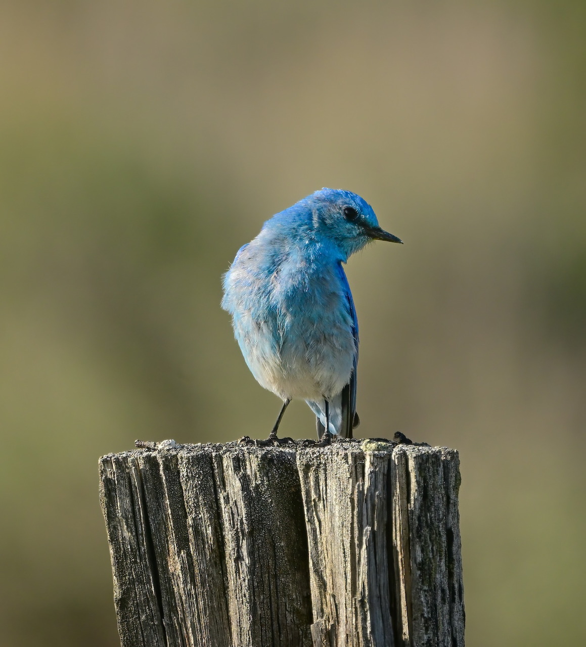 Small blue and white bird perched on top of weathered wooden fence post