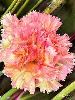 Close-up of a pink and yellow carnation flower with frilly petals against green stems