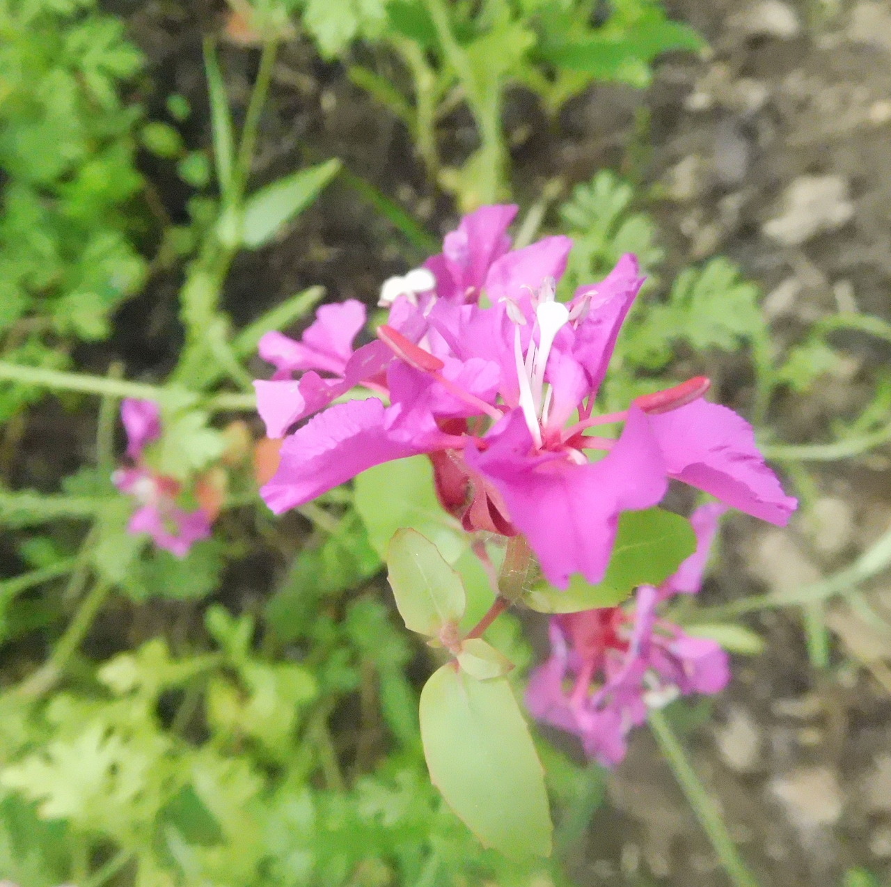 Close-up of a bright pink wildflower with green leaves in a garden setting