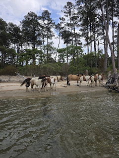Herd of wild ponies standing on a sandy beach at the water's edge with trees behind them