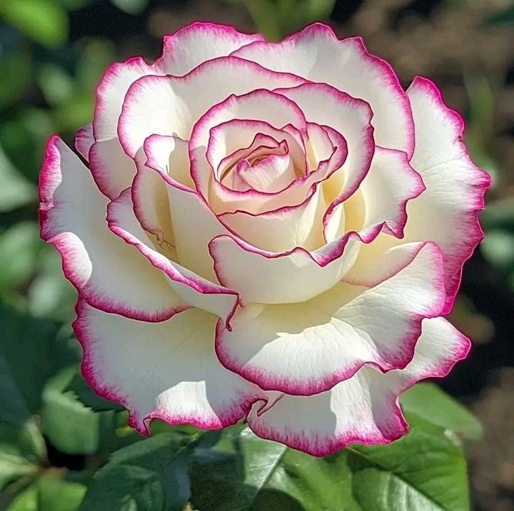 Roses