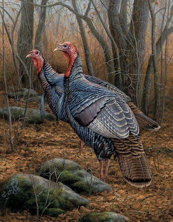 Painting of two wild turkeys in a leaf-covered forest with bare trees and mossy rocks