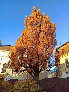 Tall tree with vibrant orange autumn leaves in a courtyard with cream buildings and blue sky