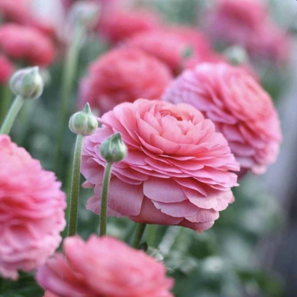 Close-up of pink ranunculus flowers with layered petals and soft blurred background