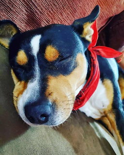 Tri-color dog with black, tan and white fur sleeping peacefully while wearing a red collar