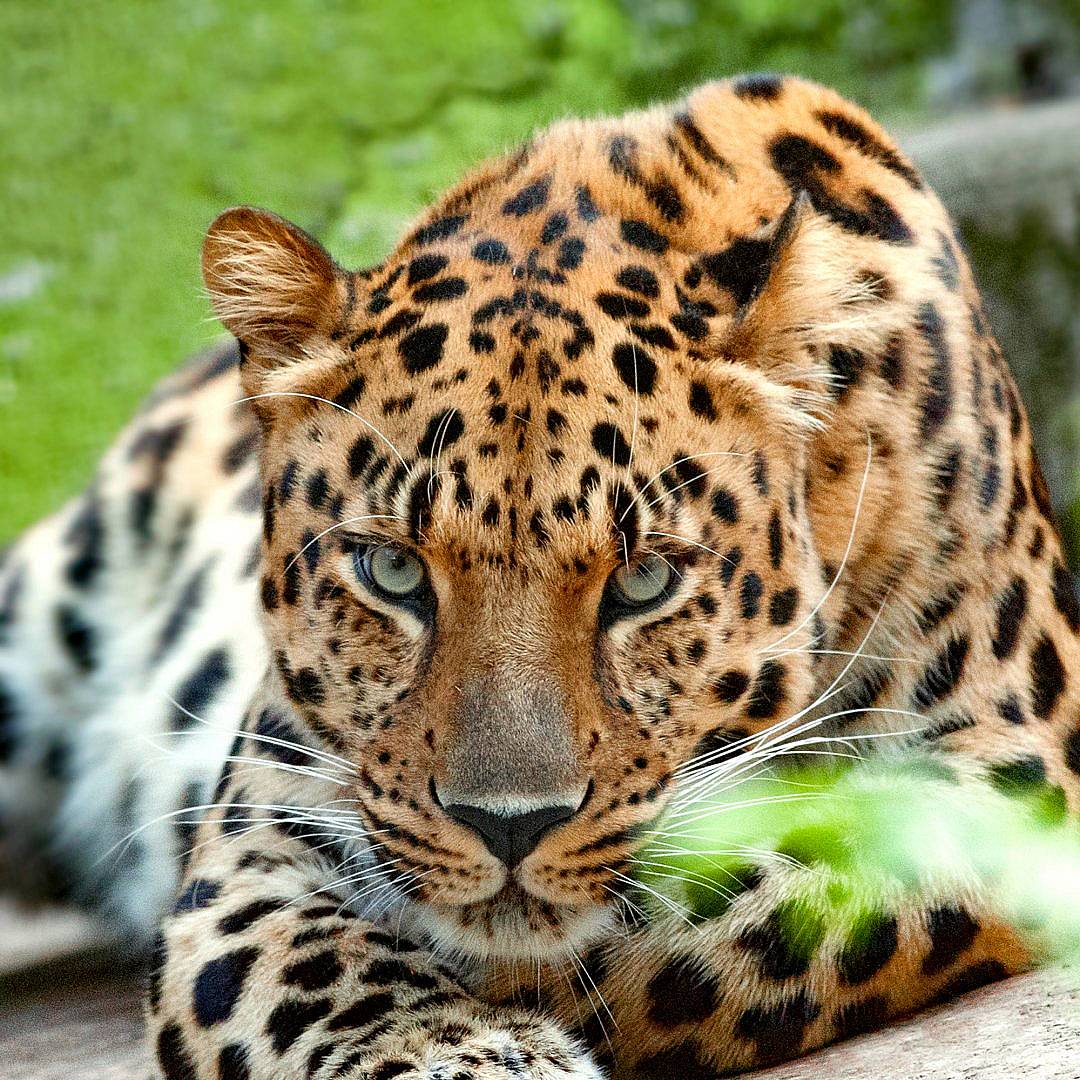 Close-up of an Amur leopard with spotted golden fur and intense gaze lying on the ground