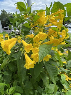 Yellow trumpet-shaped flowers clustered on a green shrub outdoors