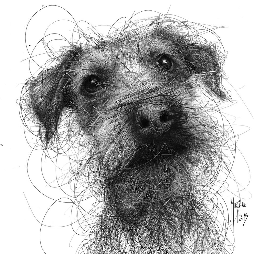 Black and white scribble drawing of a scruffy dog portrait on a white background
