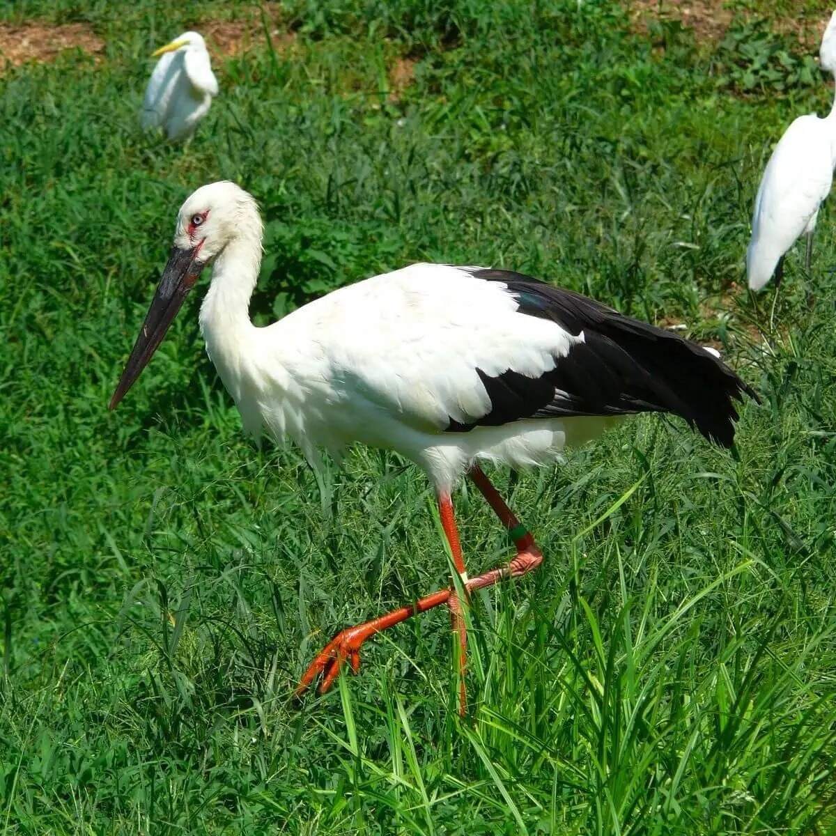 White Stork