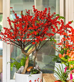 Winterberry plant covered in red berries in a white pot near a window with other houseplants