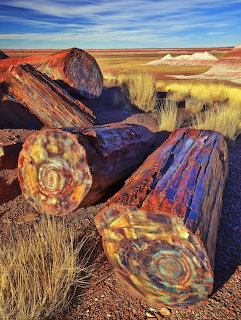 Colorful petrified wood logs showing circular ring patterns in desert landscape with dry grass and hills