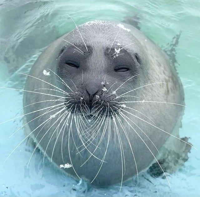 Slepy Seal in Water